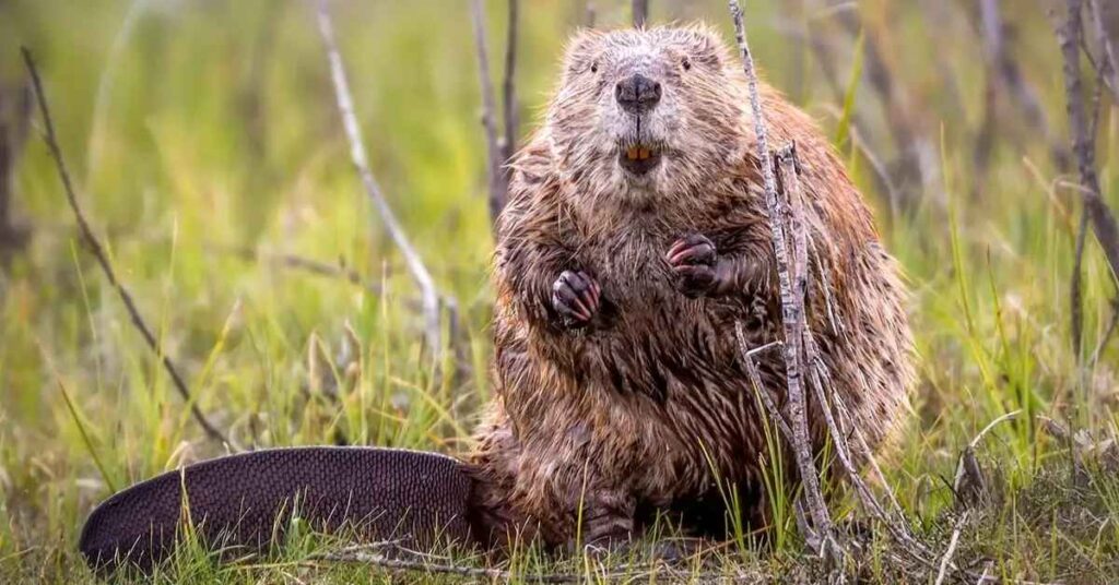 Beaver Male Names