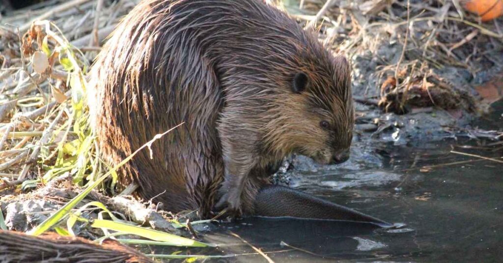 Beaver Names in Different Languages