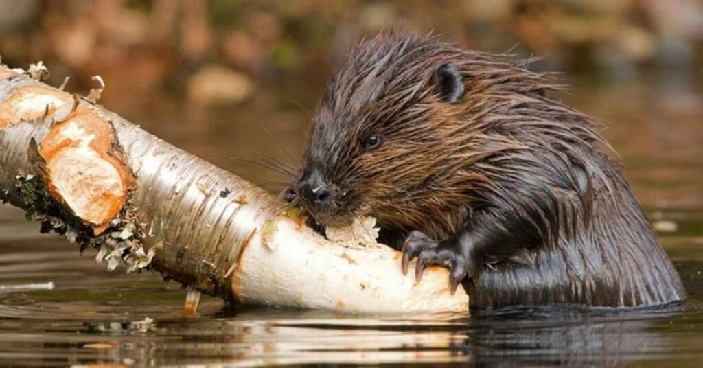 Best Beaver Names