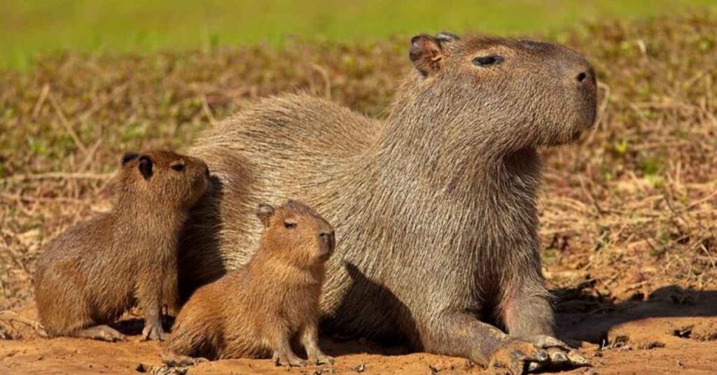 Best Capybara Names with Meaning