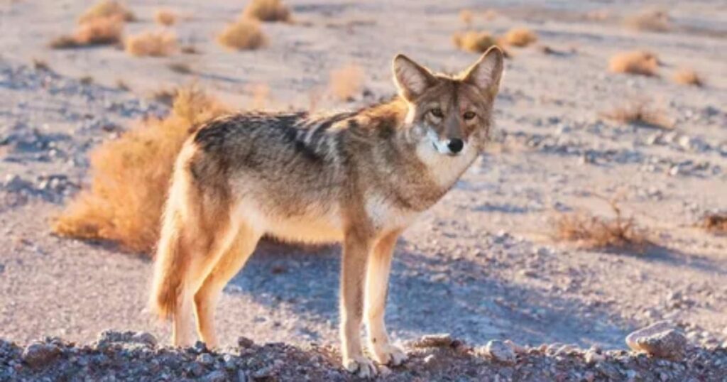 Best Coyote Names with Meaning