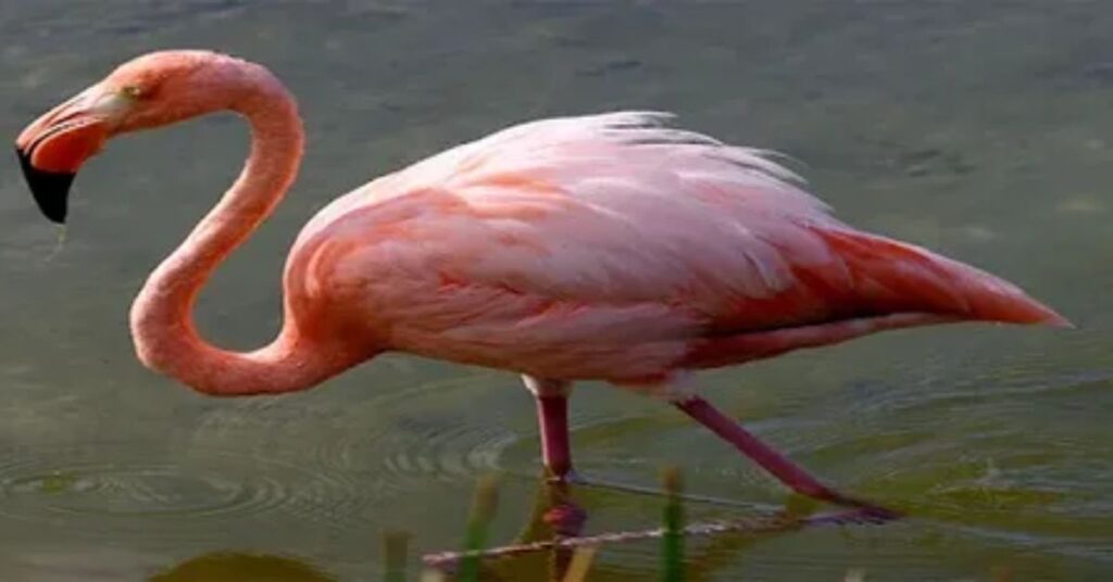 Best Flamingo Names with Meaning