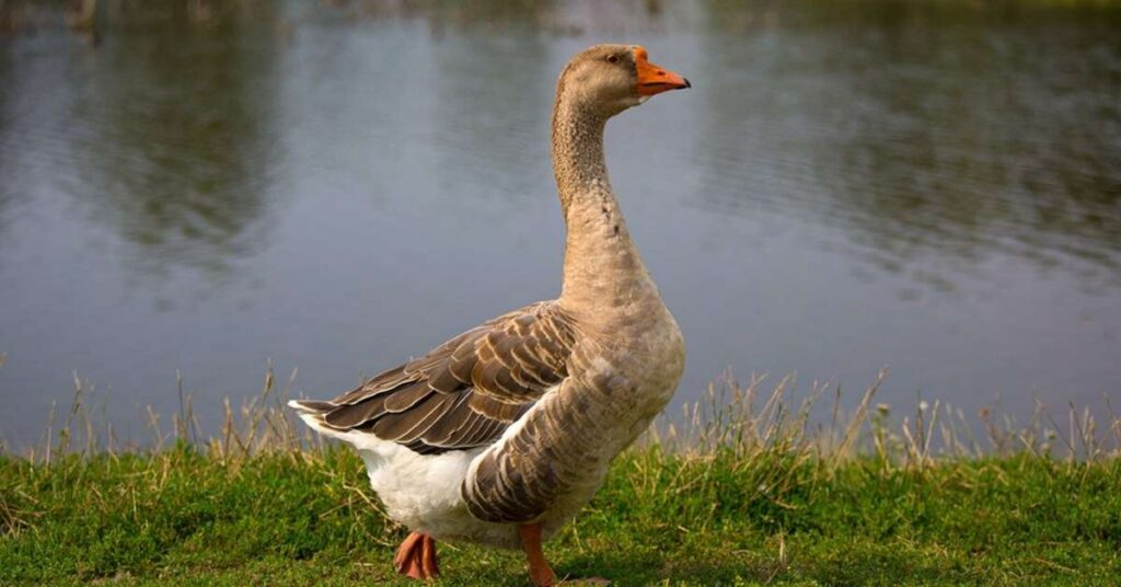 Best Goose Names With Meaning