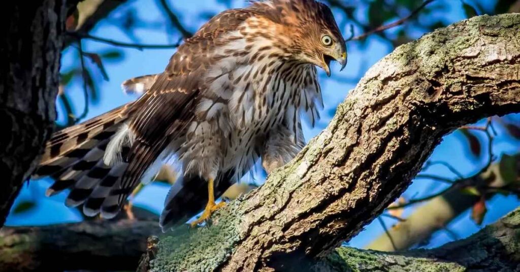 Best Hawk Name Ideas