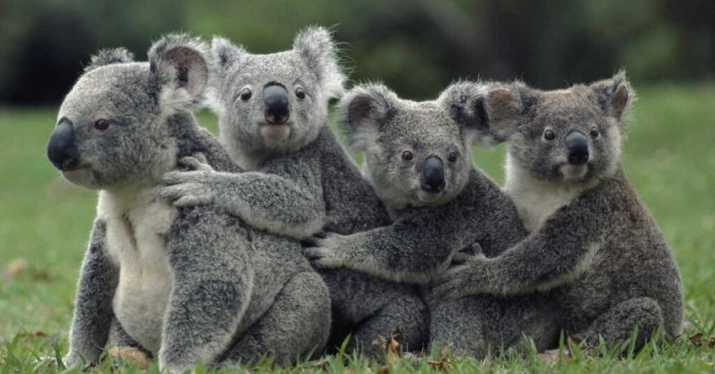 Best Koala Name Ideas