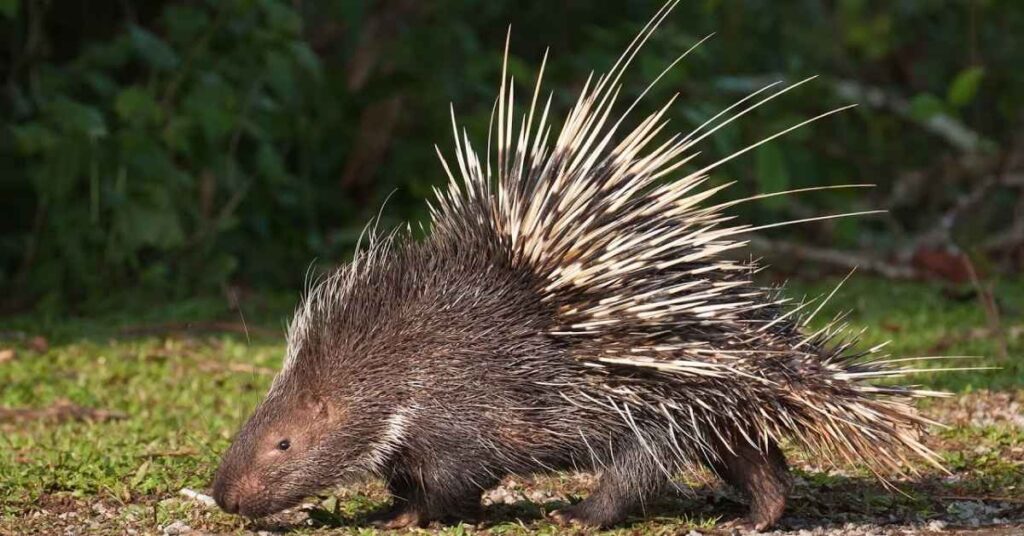 Best Names for Porcupines