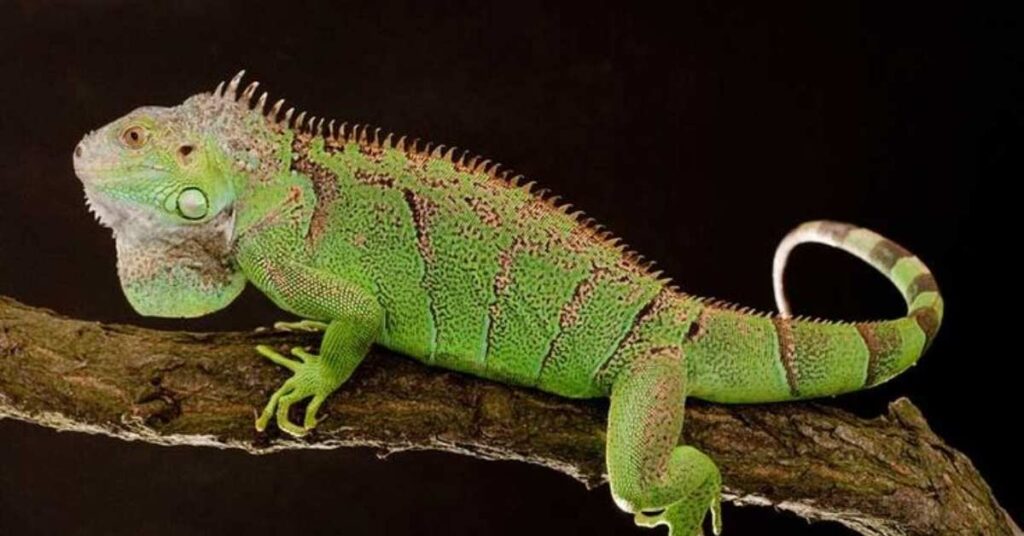 Best Pet Iguana Name Ideas