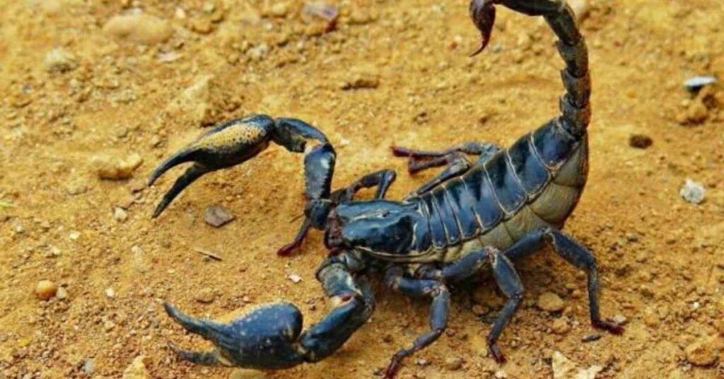 Best Scorpion Names with Meaning