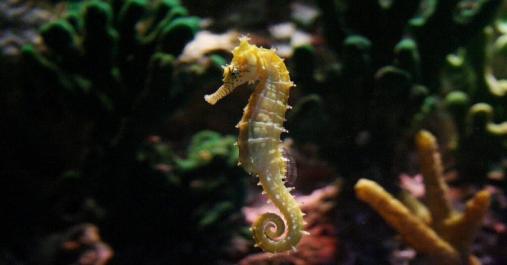 Best Seahorse Name Ideas