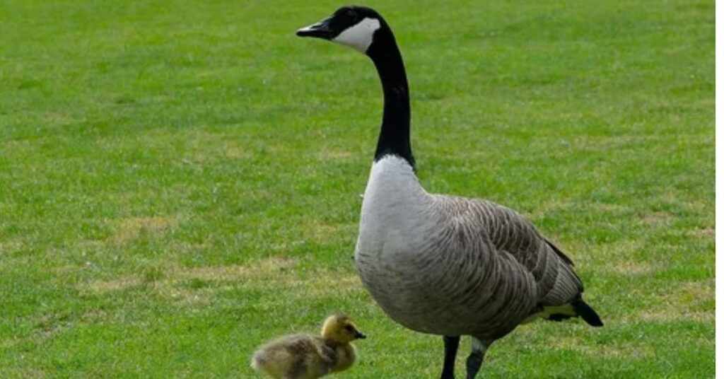 Black Goose Names