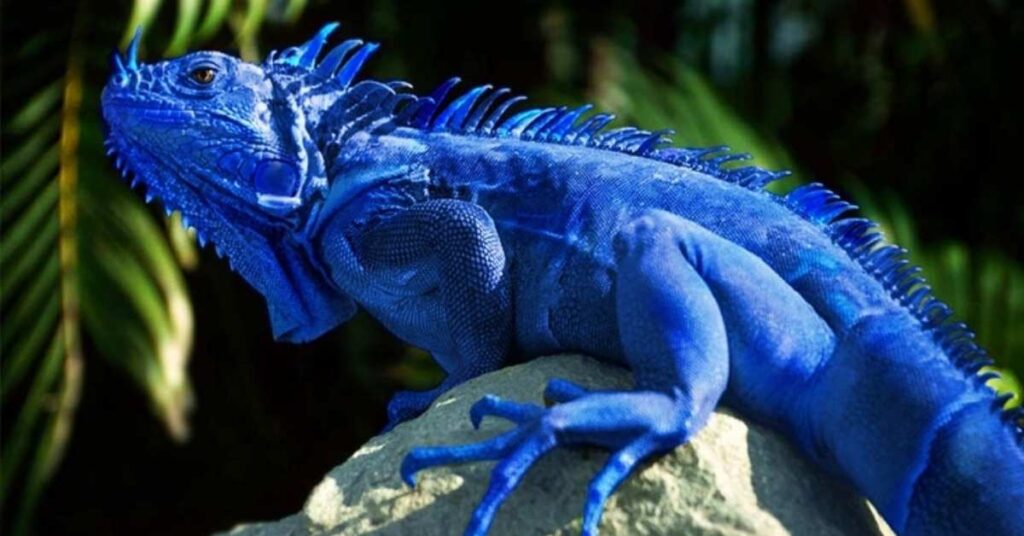 Blue Iguana Names