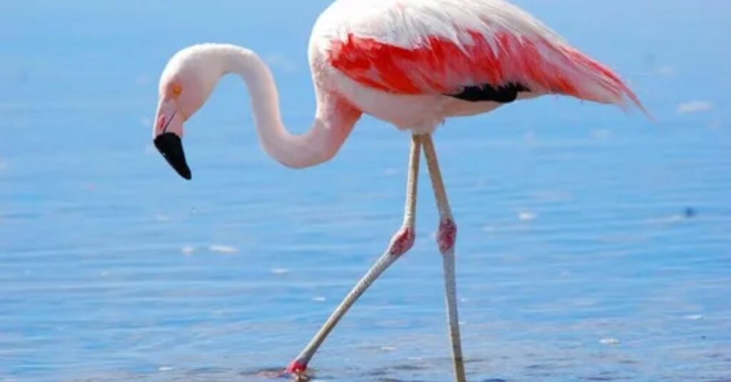 Boy Flamingo Names