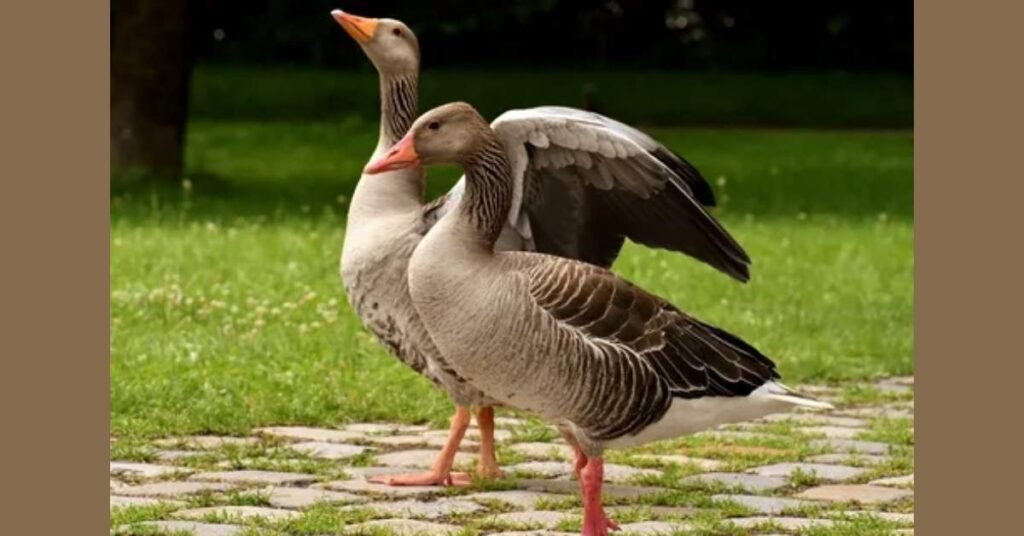 Brown Goose Names