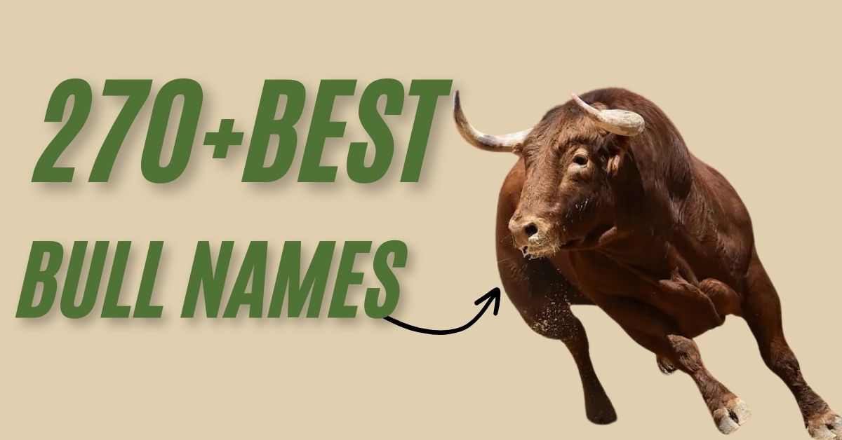 Bull Names