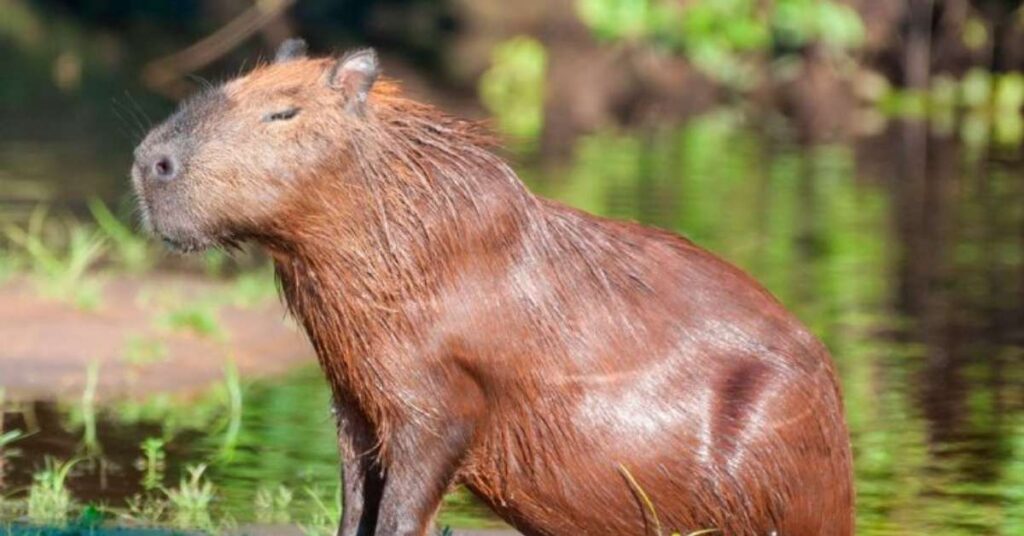 Capybara Male Names