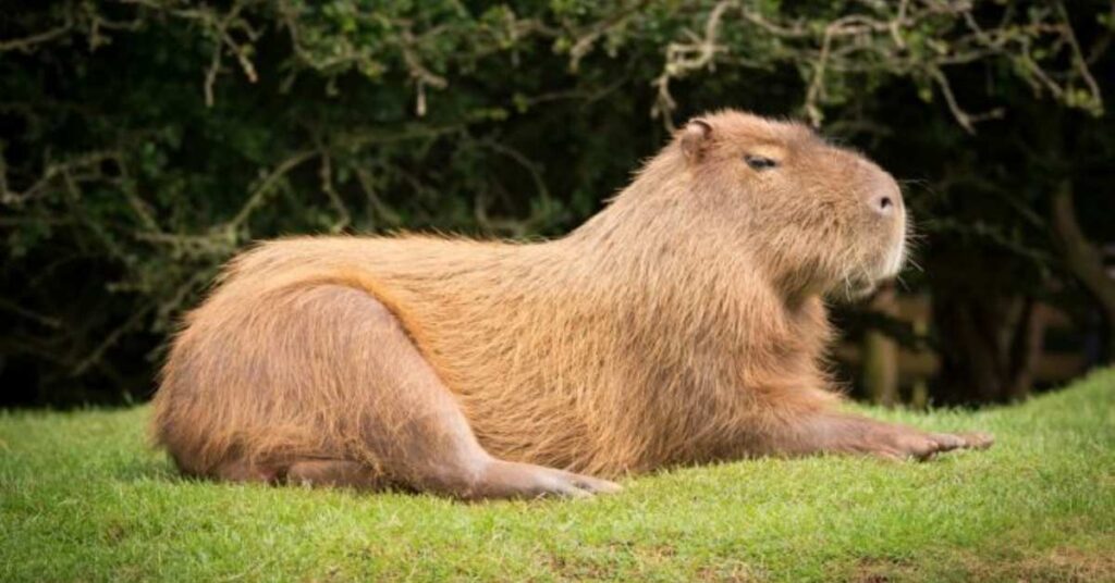 Capybara Names in Other Languages