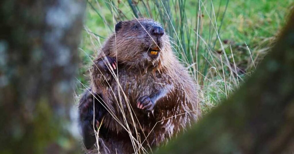 Cartoon-Inspired Beaver Names