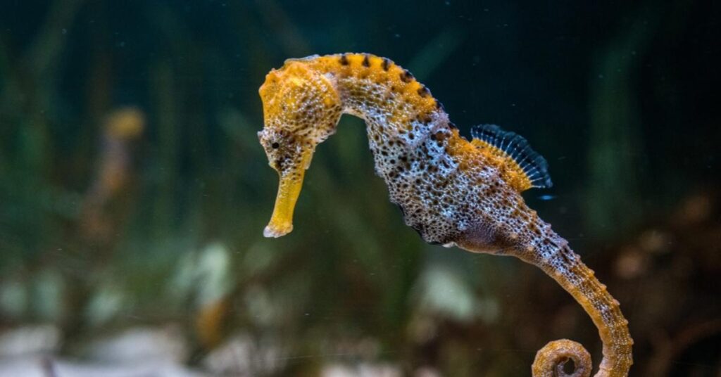 Cartoon-Inspired Seahorse Names