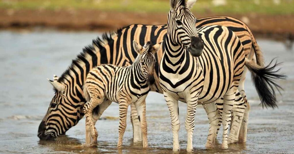 Cartoon Inspired Zebra Names