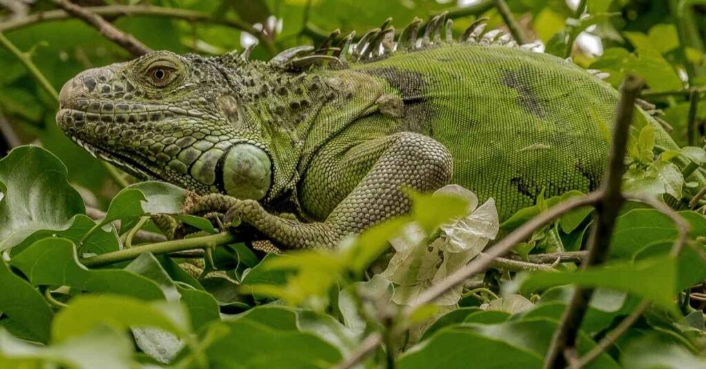 Catchy Names for Green Iguana