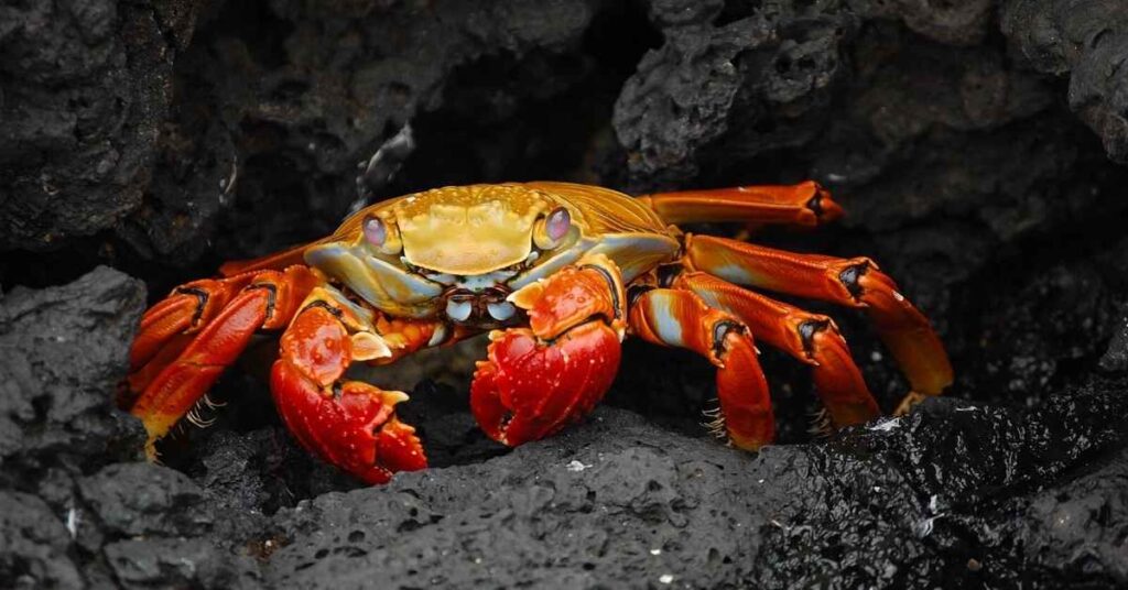 Catchy Pet Crab Names