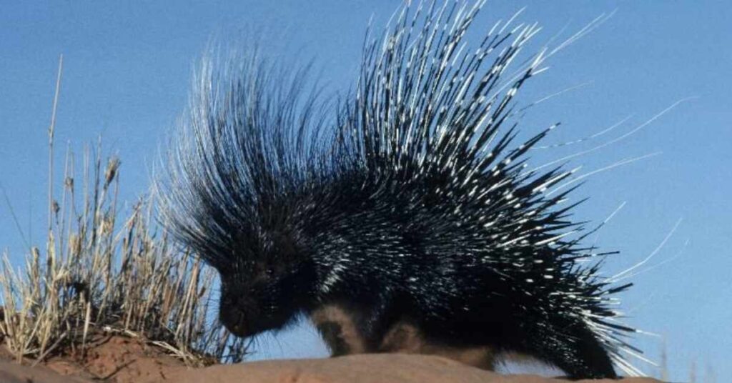 Catchy Porcupine Pet Names