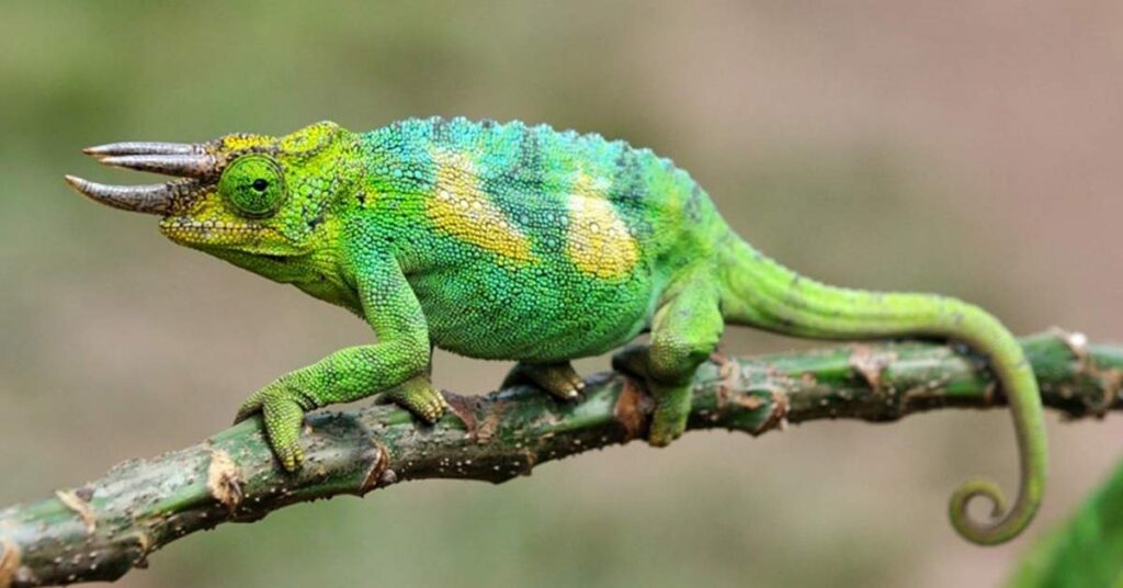 Chameleon Names in Other Languages