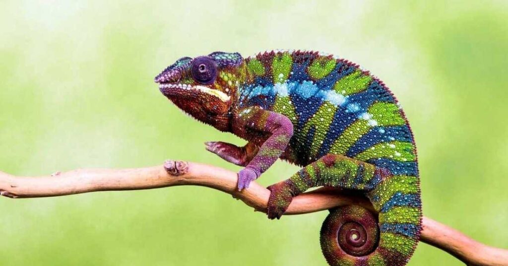 chameleons names generator