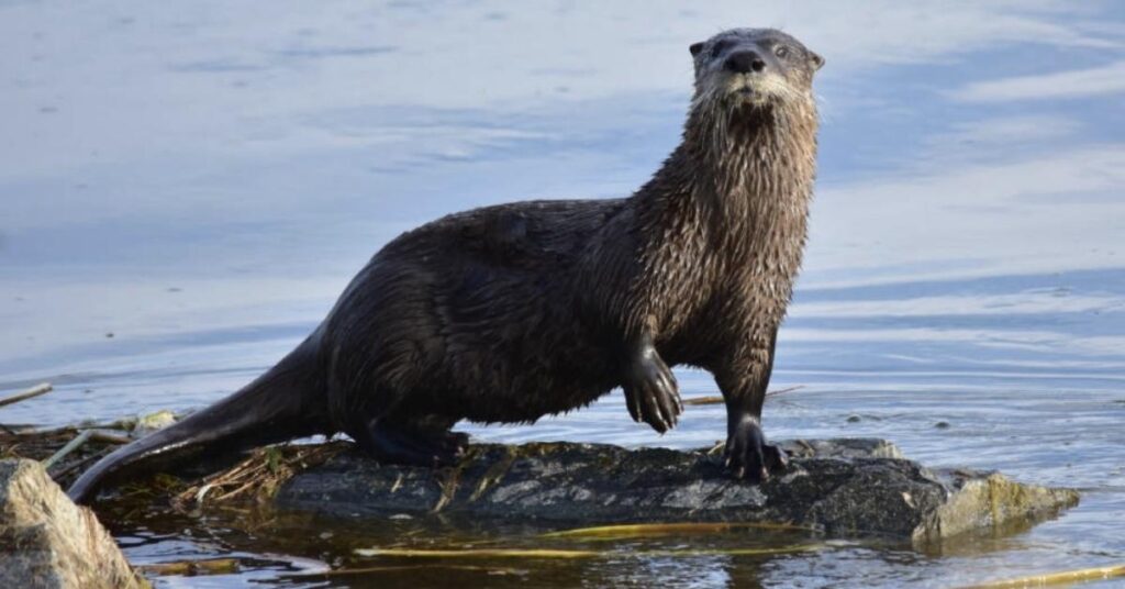 Clever Names for Otters