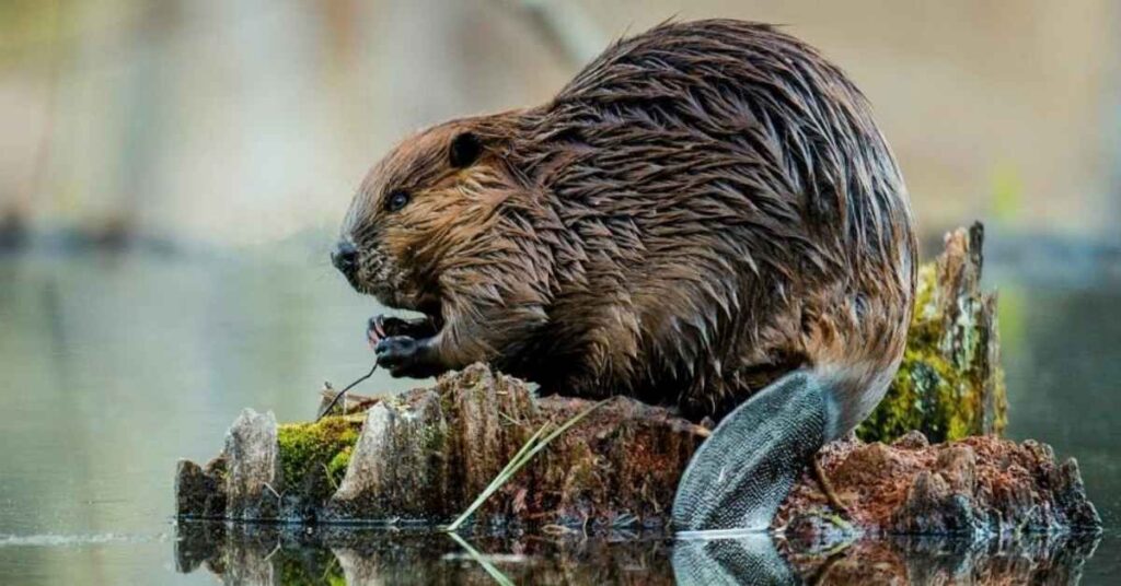 Color-Inspired Beaver Names