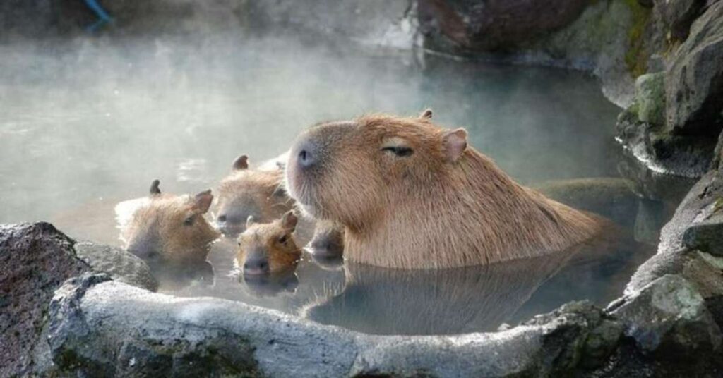 Cool Capybara Names