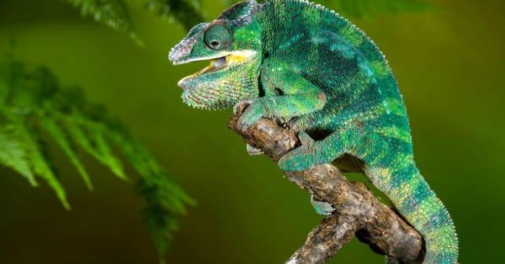 Cool Chameleon Names