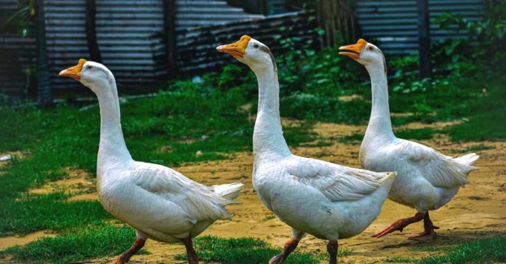 Cool Goose Names