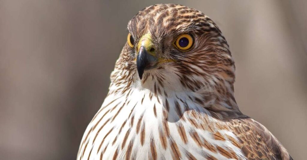 Cool Hawk Names