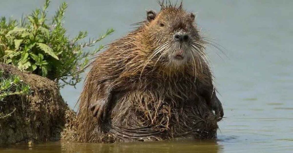 Cool Names for Beavers