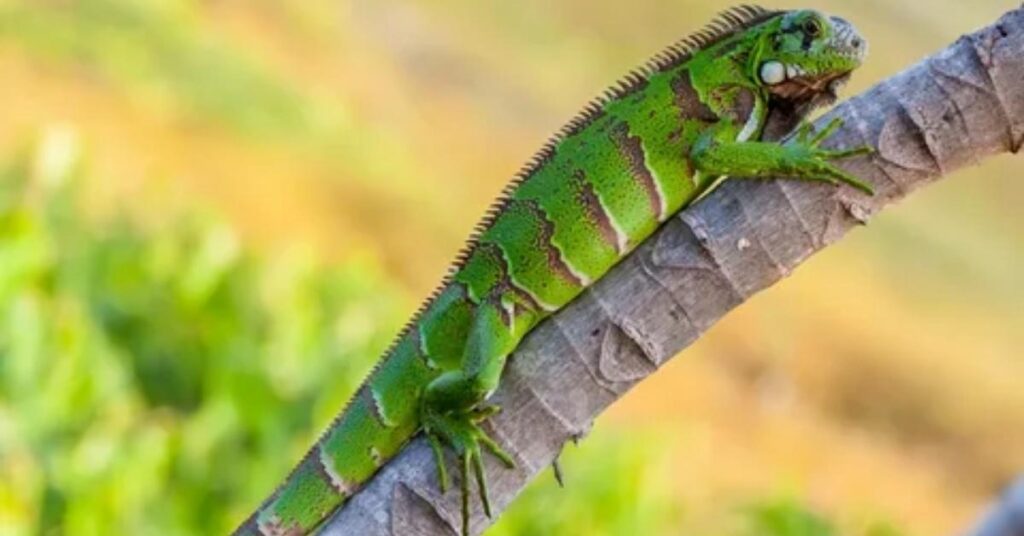 Cool Names for Iguana