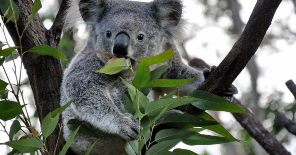 Cool Names for Koala