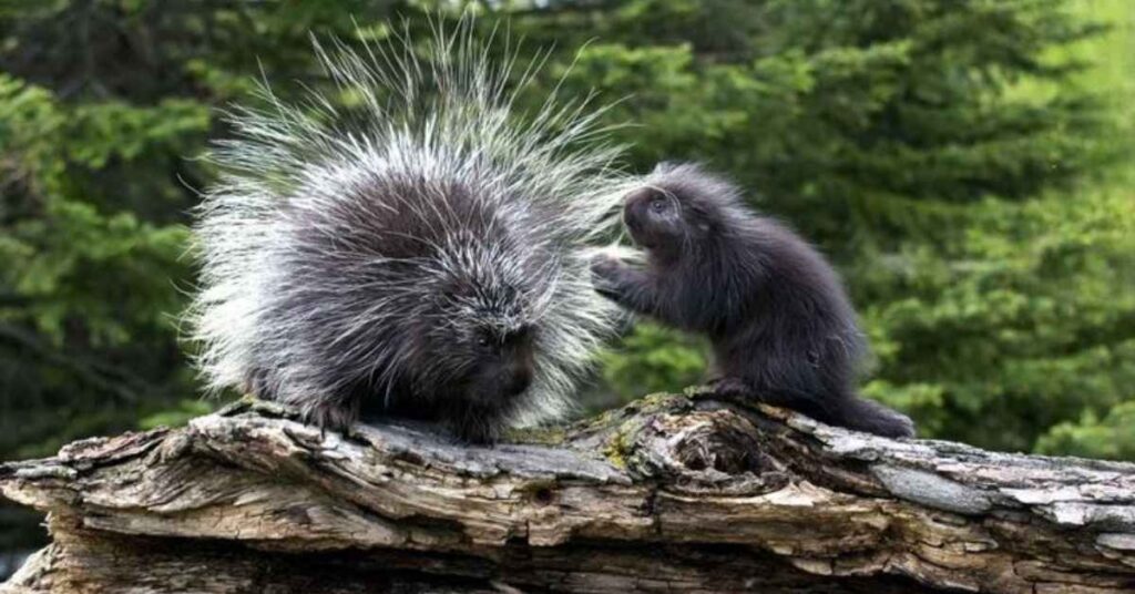 Cool Names for Porcupines