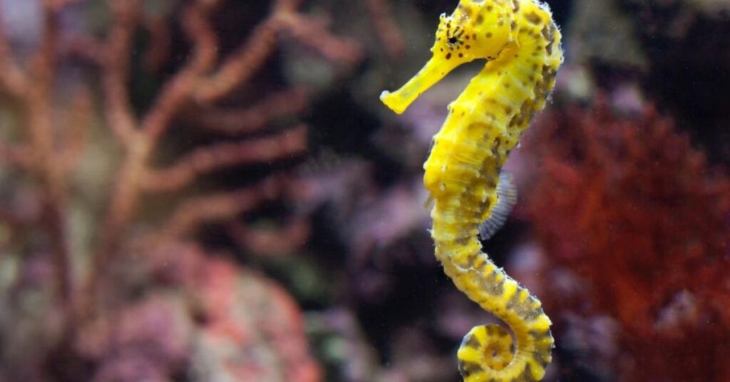 Cool Names for Seahorse