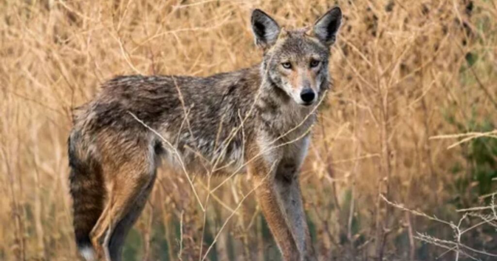 Coyote Names in other languages