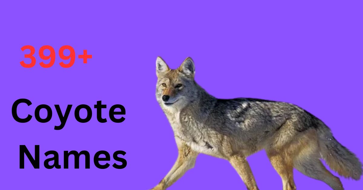 Coyote Names