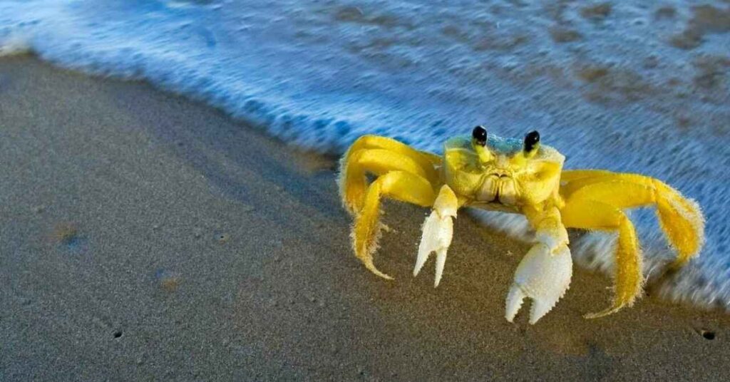 Crab Names that Start with ‘C’