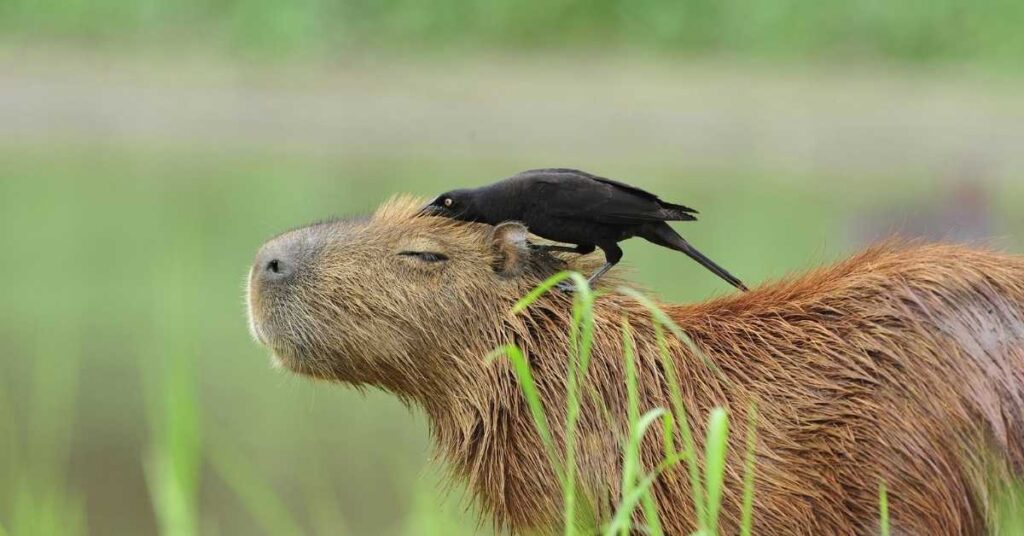 Funny Names for Capybaras