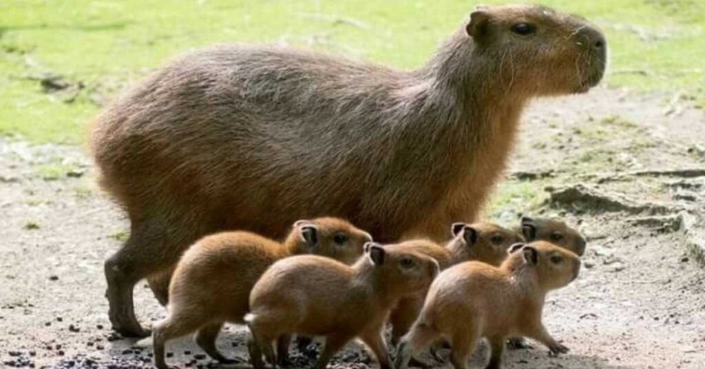 Cute Capybara Names