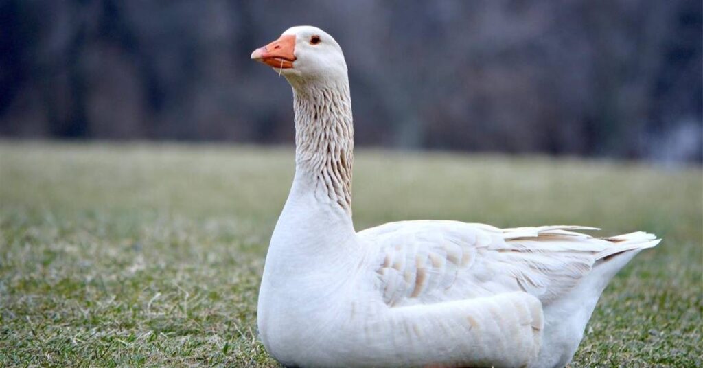 Cute Goose Names