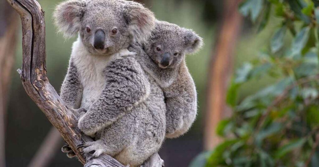 Cute Koala Names