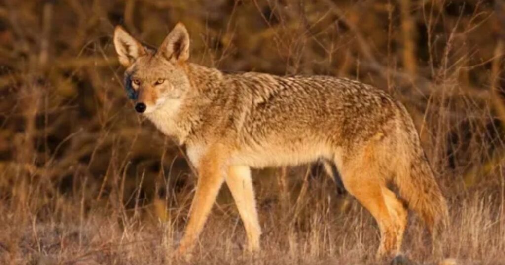 Cute Names for Coyote