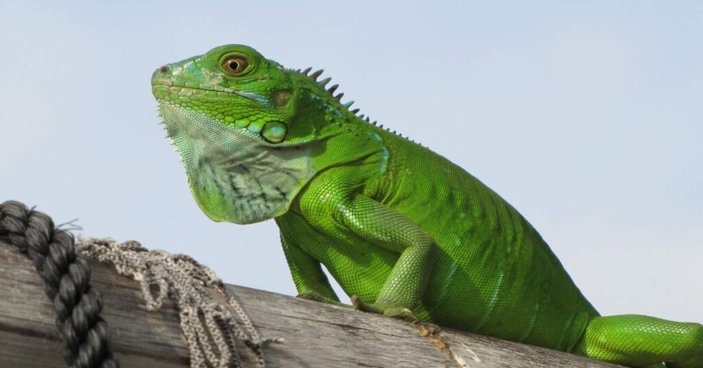 Cute Names for Iguana