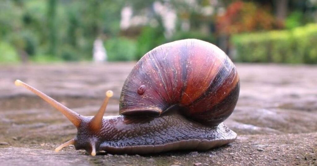 Cute Names for Snail