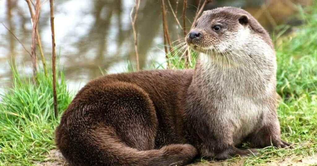 Cute Otter Names with Meaning